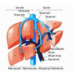 Phẫu-thuật-cắt-gan-thùy-sau